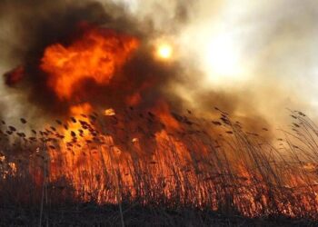 В Павлодарской области ликвидирован пожар площадью 47 га