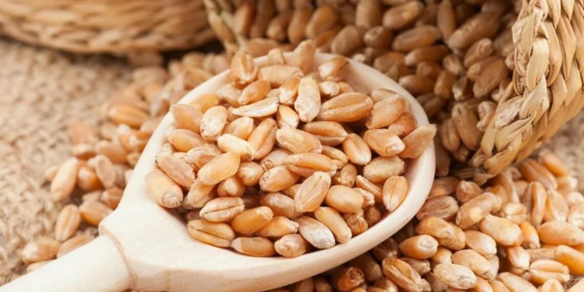 Казахстан планирует увеличить поставки зерна в Китай