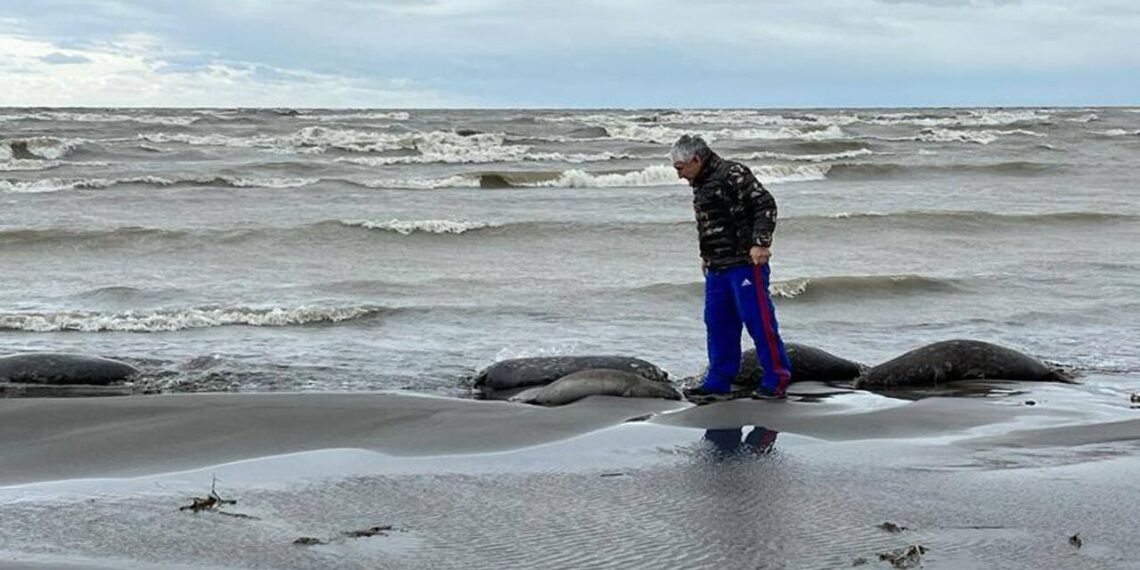 На берегу Каспийского моря обнаружили тела тюленей