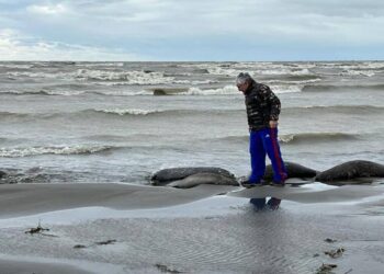 На берегу Каспийского моря обнаружили тела тюленей