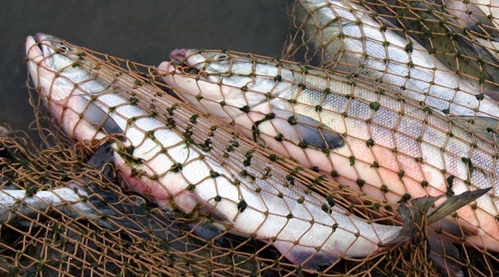 Пограничники Казахстана и России провели совместные оперативно-профилактические мероприятия