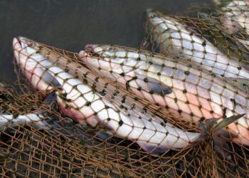 Пограничники Казахстана и России провели совместные оперативно-профилактические мероприятия