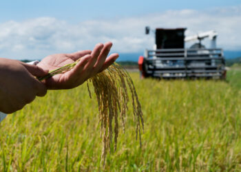 Казахстан выделил на посевные работы 140 млрд тенге