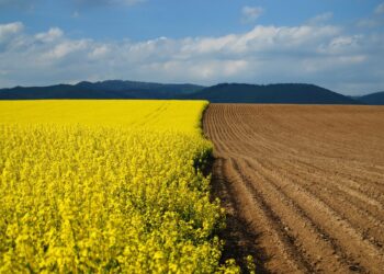 Более 350 тысяч га сельхозземель в Мангистауской области возвращено в госсобственность