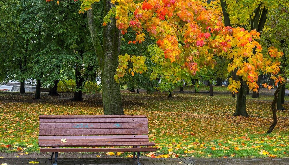 Граждане Риддера попросили местные власти не вырубать дендропарк