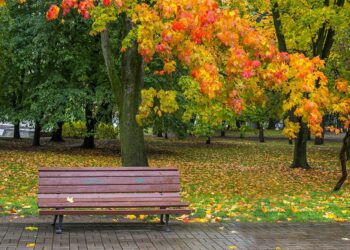 Граждане Риддера попросили местные власти не вырубать дендропарк