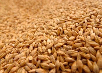 В порту Баку планируется возвести терминал для казахстанского зерна