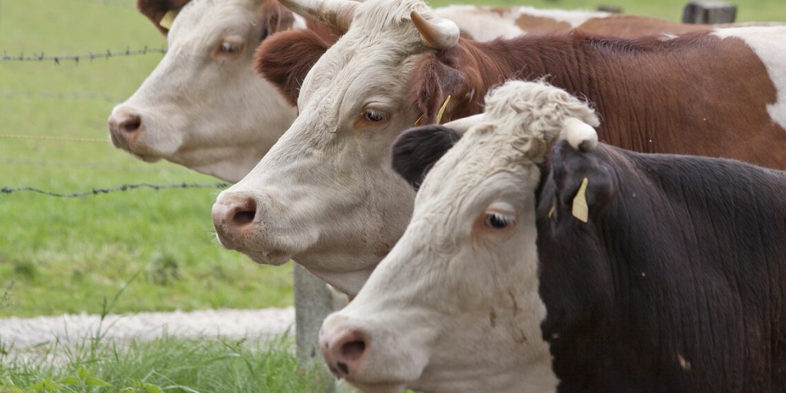 Депутат получал выплаты от государства за несуществующий скот