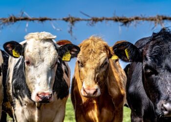 Казахстан ограничил вывоз некоторых видов сельскохозяйственных животных