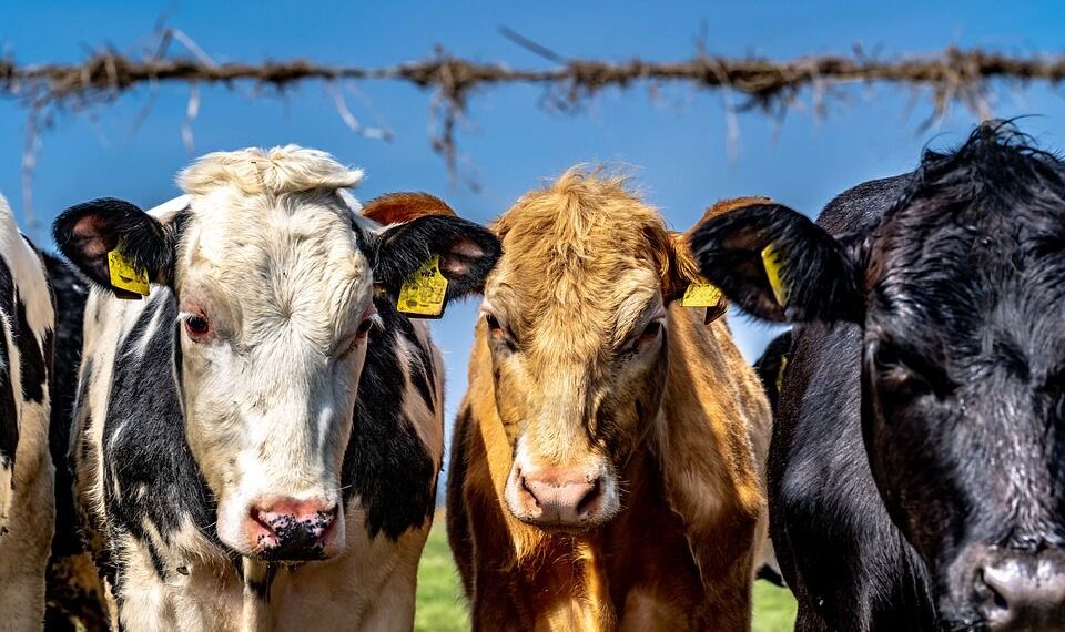 Казахстан ограничил вывоз некоторых видов сельскохозяйственных животных