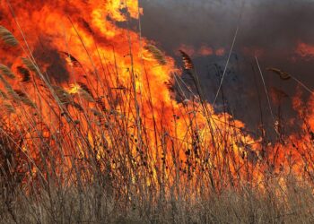 В Абайской области ликвидируют еще один пожар