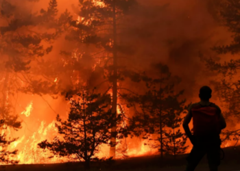 Фермерам, потерявшим скот из-за пожаров в Павлодарской области, окажут помощь