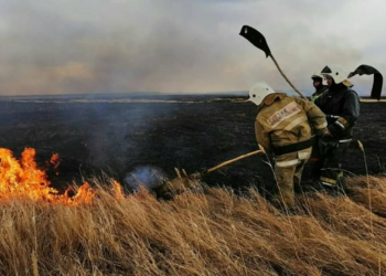 В Акмолинской области произошло возгорание сухостоя, площадью 500 гектаров
