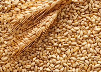 Последствия для Казахстана от выхода России из зерновой сделки