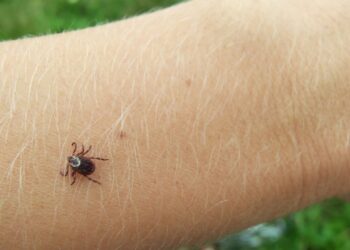 Жертвами укусов клещей стали двое мужчин в Кызылординской области