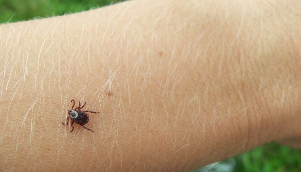 Жертвами укусов клещей стали двое мужчин в Кызылординской области