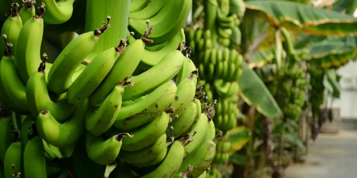 В Казахстане начнут выращивать бананы в промышленных масштабах