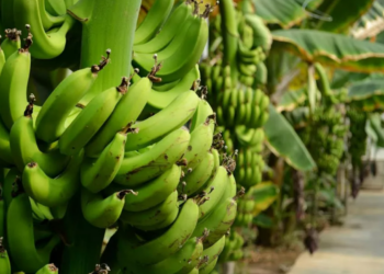 В Казахстане начнут выращивать бананы в промышленных масштабах