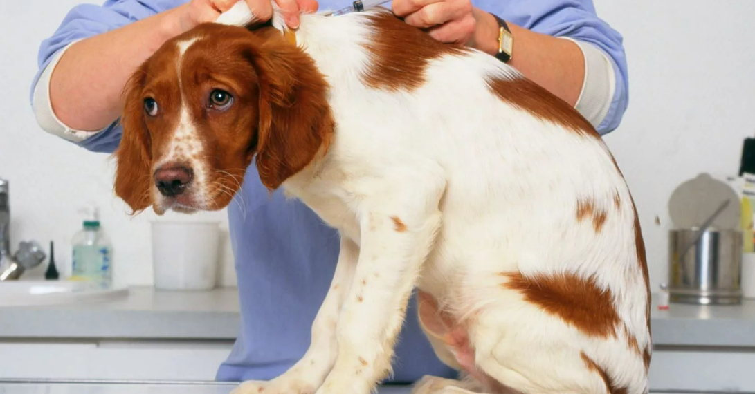 С сентября будет обязательным постановка на учет домашних животных