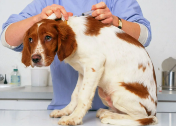 С сентября будет обязательным постановка на учет домашних животных