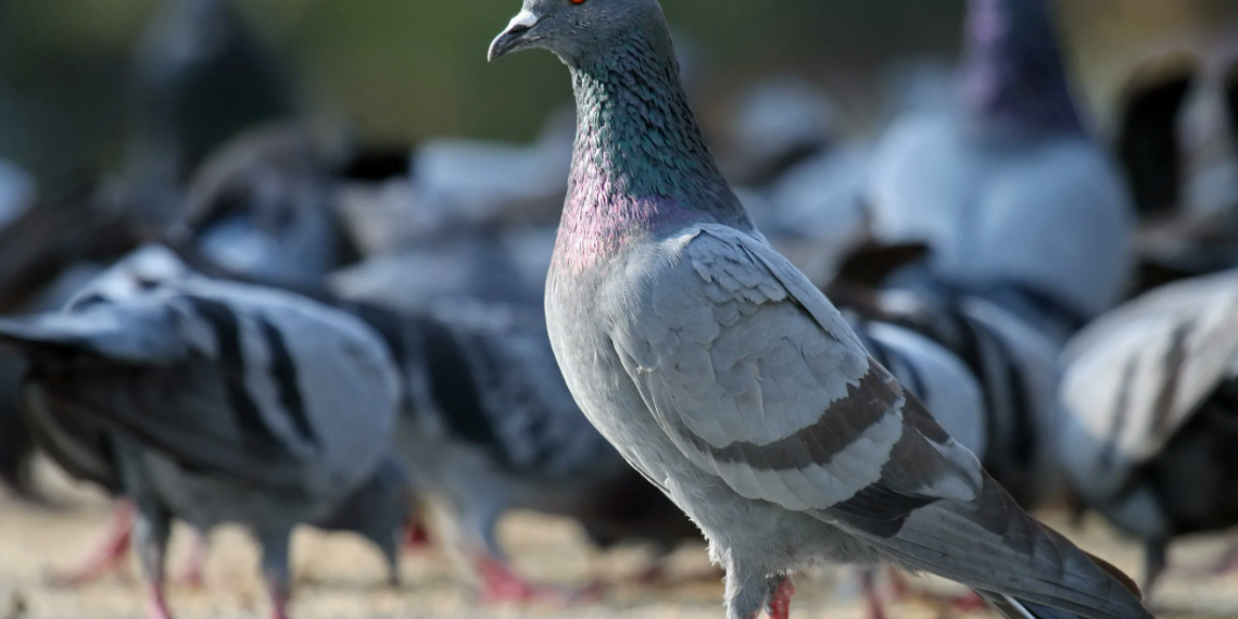 С призывом прекратить кормить голубей обратился к горожанам аким Атырау
