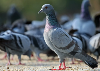 С призывом прекратить кормить голубей обратился к горожанам аким Атырау