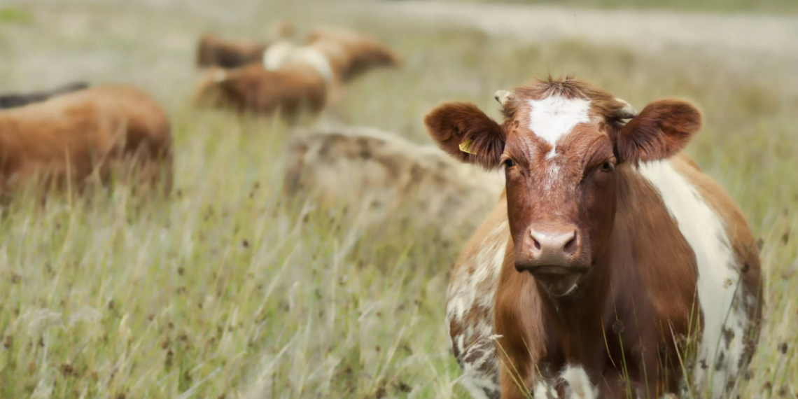 12 граждан Казахстана госпитализированы с подозрением на сибирскую язву