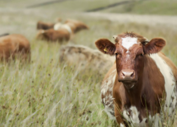 12 граждан Казахстана госпитализированы с подозрением на сибирскую язву