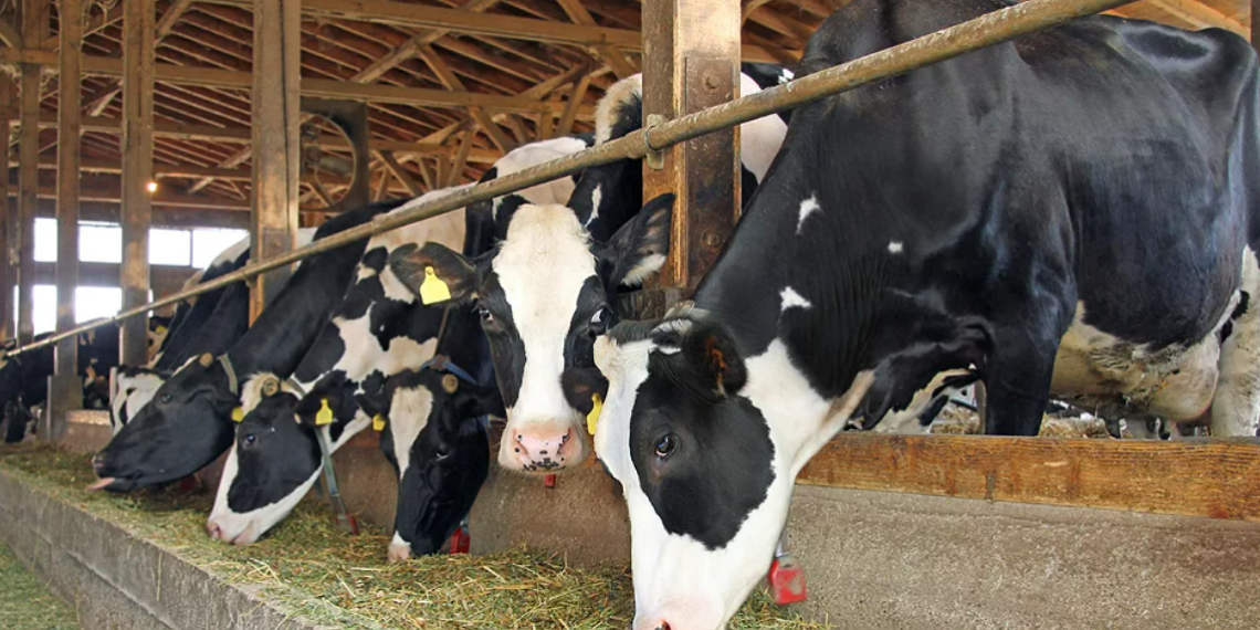 У скота в двух областях Казахстана обнаружена сибирская язва