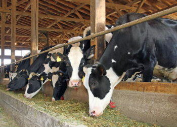 У скота в двух областях Казахстана обнаружена сибирская язва