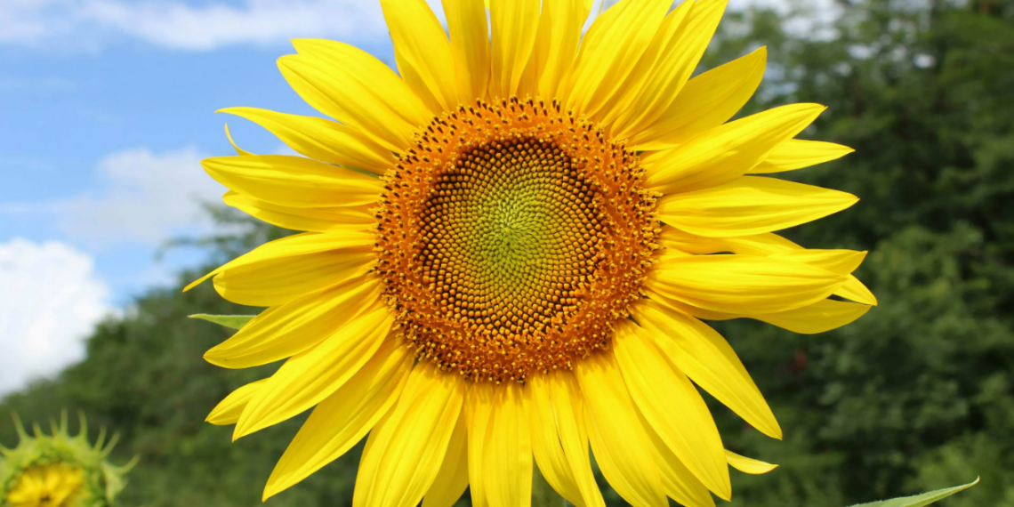 В Казахстане существует риск потери 40 % урожая подсолнечника