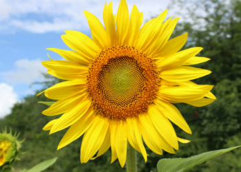 В Казахстане существует риск потери 40 % урожая подсолнечника