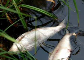 В озере на севере Казахстана погибло более сотни килограммов рыбы