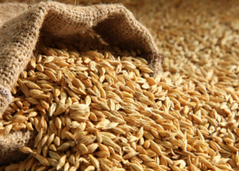 Казахстан резко увеличил импорт пшеницы из России