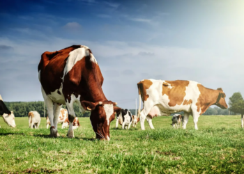 Казахстан может превратиться в мясного гиганта на мировом рынке