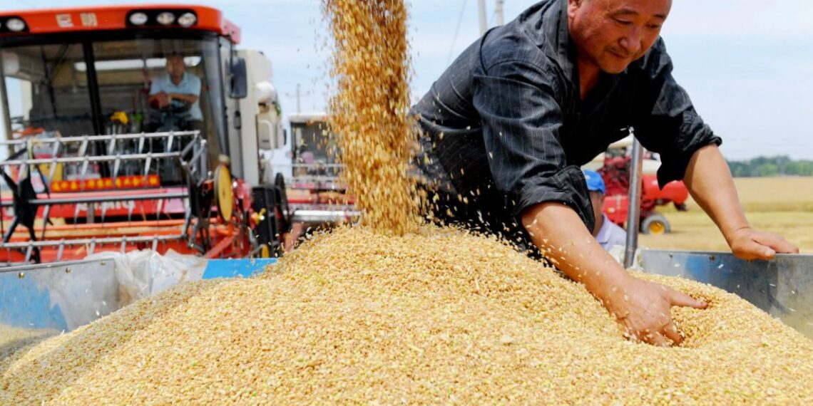 КНР намерена увеличить с 2024 года прием зерновых