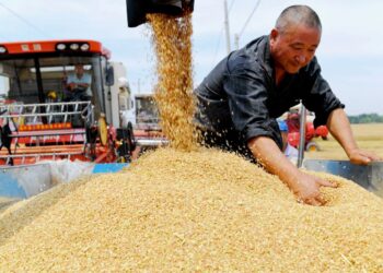 КНР намерена увеличить с 2024 года прием зерновых