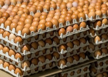 Казахстан увеличит поставки куриных яиц в Россию