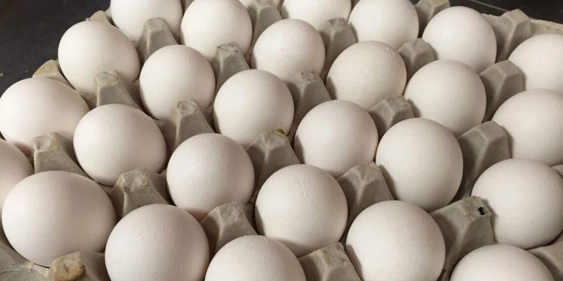 В Казахстане вводится запрет на ввоз яиц из других стран автомобильным транспортом