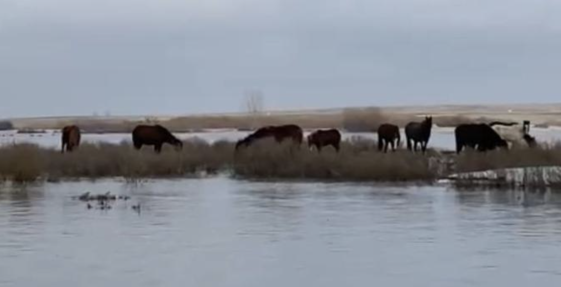 Спасатели ДЧС Акмолинской области спасли 18 лошадей