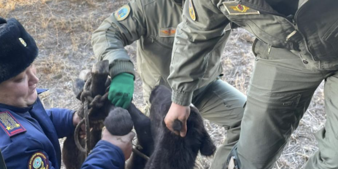В Кокпектинском районе области Абай спасены двое пастухов