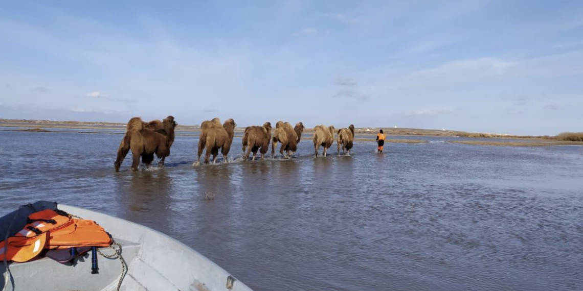 В Акмолинской области спасли шесть верблюдов