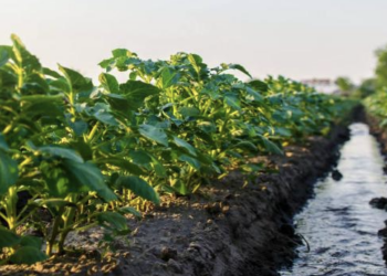 С начала поливного сезона аграриям подано порядка 2 млрд кубометров воды