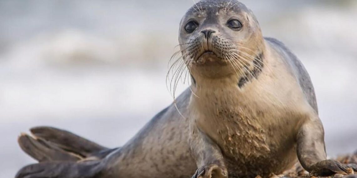 Для научных исследований Казахстан изымет 156 особей каспийских тюленей