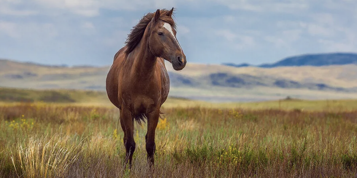 Токаев подписал закон о сохранении отечественной породы лошадей