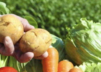 Турецкая компания «Saraylim Tarim» намерена построить в Алматинской области овощехранилище на 5 тыс. тонн