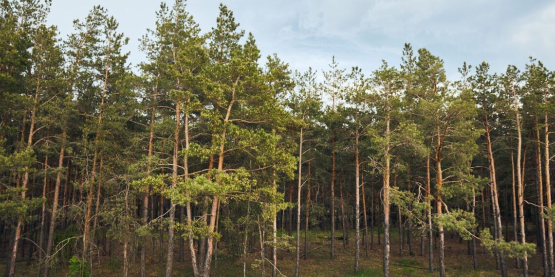 Власти РК передадут Минобороны 5 300 га земли для строительства специализированной зоны ядерной безопасности