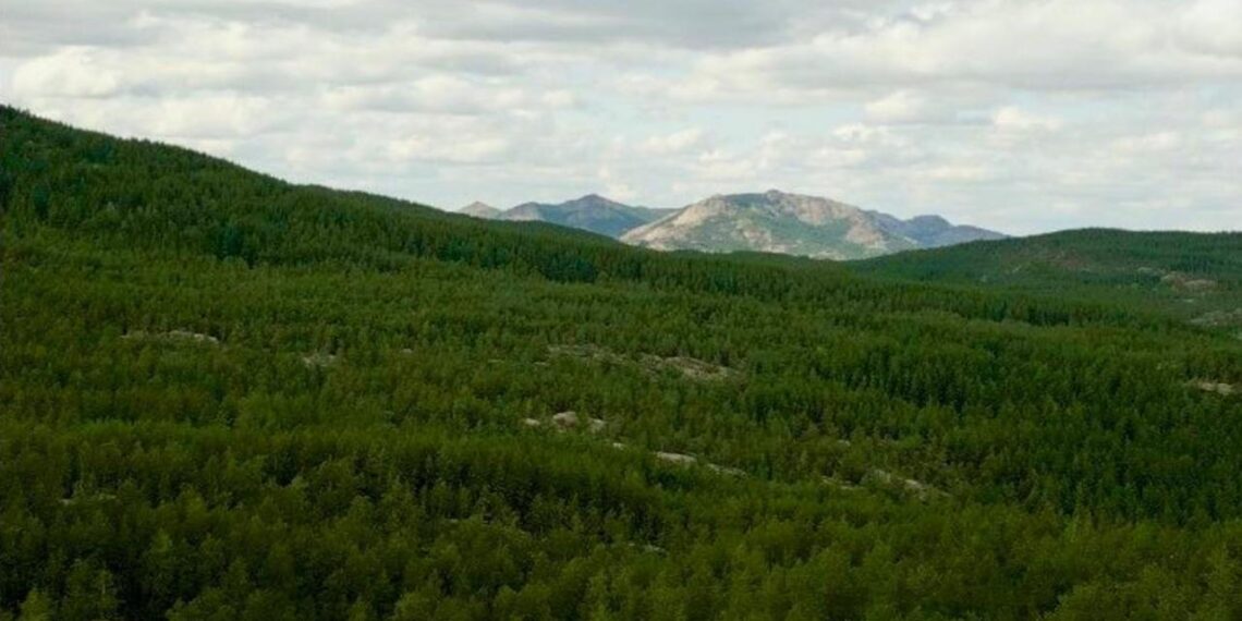 Казахстан полностью обновит автомобильный парк лесных учреждений