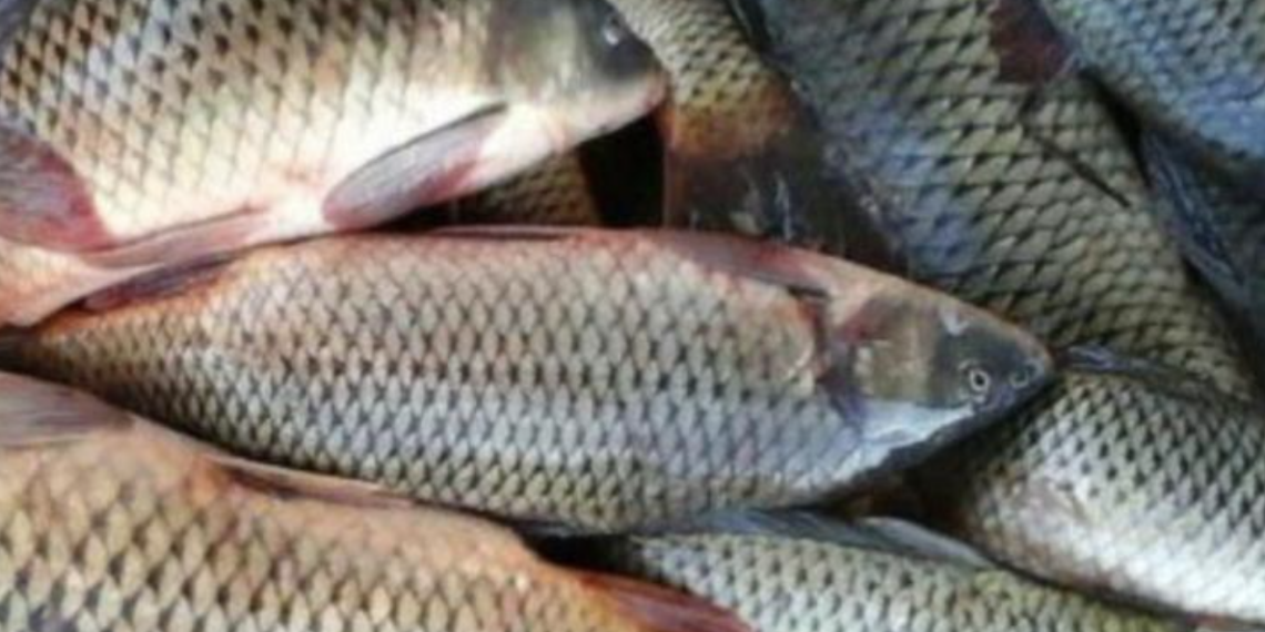 На контрольном пункте «Кордай» пресечена попытка нелегального вывоза рыбной продукции