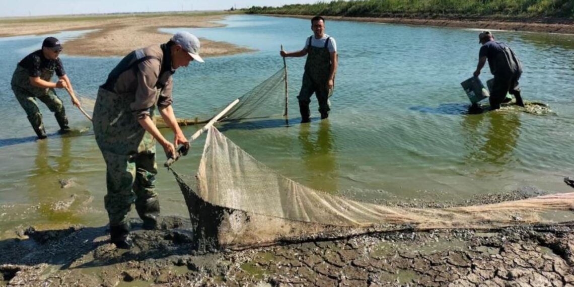Почти 1,3 млн. штук молоди рыбы спасено в Атырауской области